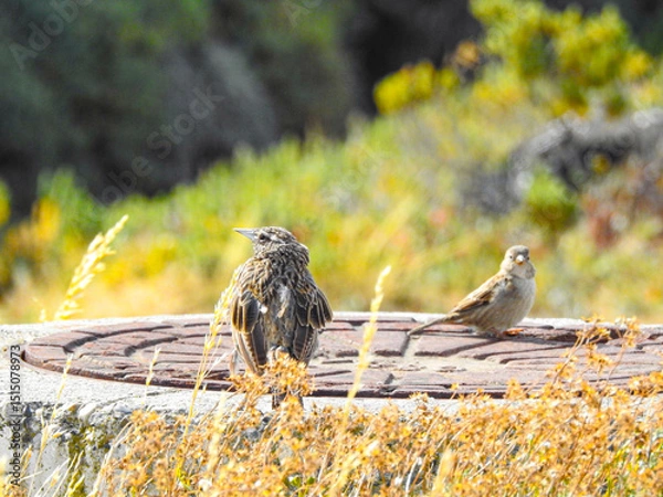 Obraz Pechito colorado
