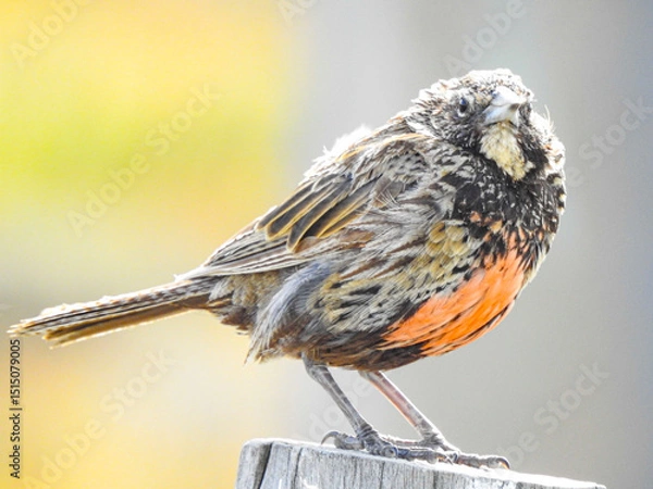 Obraz Pecho colorado