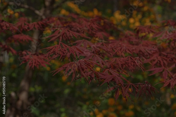 Fototapeta Japanese Maple Tree Branches with Deep Red Leaves in Tranquil Mood Representing Autumn Foliage Against Blurred Green and Yellow Garden Background, Seoul, South Korea