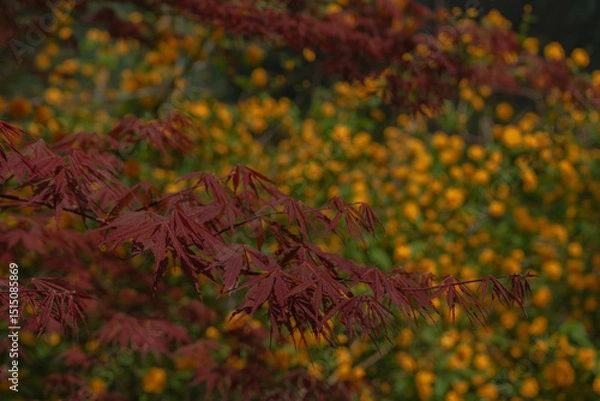 Fototapeta Japanese maple branch with red leaves, calm mood, spring foliage, against blurred yellow kerria flowers, Seoul, South Korea