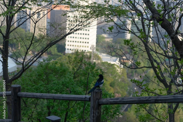 Fototapeta Single magpie with peaceful mood perched on wooden fence overlooking Seoul, South Korea, Namsan Mountain, with cityscape background