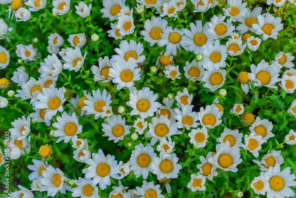 Fototapeta Nippon daisies cheerful blooming top view representing springtime against a lush green background, Seoul, South Korea, Namsan Mountain