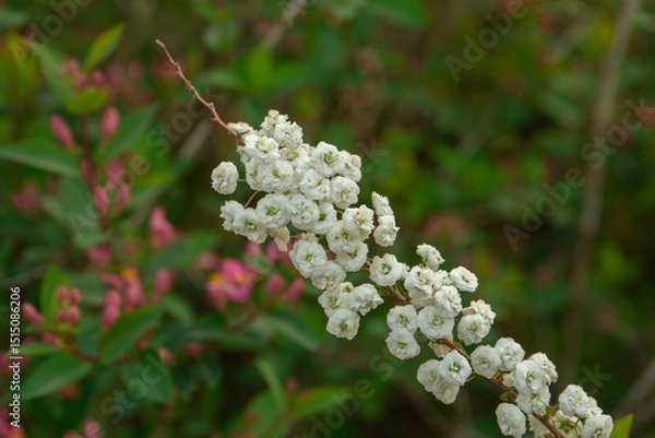 Fototapeta Bridal Wreath Spirea branch with delicate mood displaying white blossoms against a blurred garden background, Seoul, South Korea, Namsan Mountain