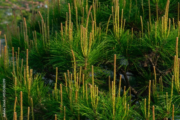 Fototapeta Japanese Black Pine fresh spring growth natural close-up, vibrant green needles and candles, Seoul, South Korea, Namsan Mountain, no person