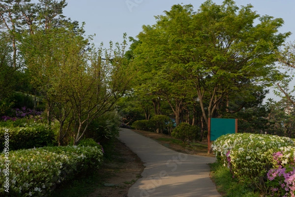 Fototapeta Peaceful park pathway with lush spring foliage and blooming azaleas against blue sky, Seoul, South Korea, Namsan Mountain