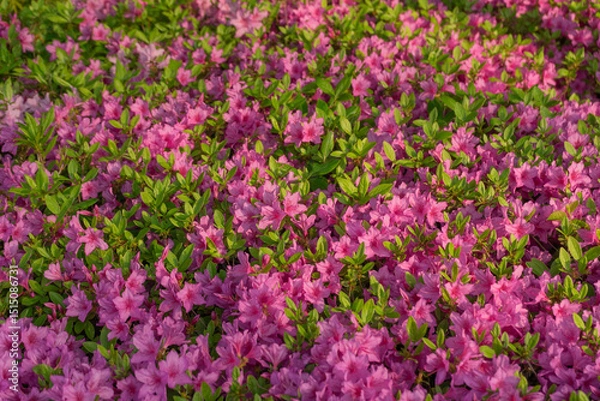 Fototapeta Azalea Flowers in Full Bloom Vibrant and Colorful Spring Blossom Against Green Foliage, Seoul, South Korea, Namsan Mountain