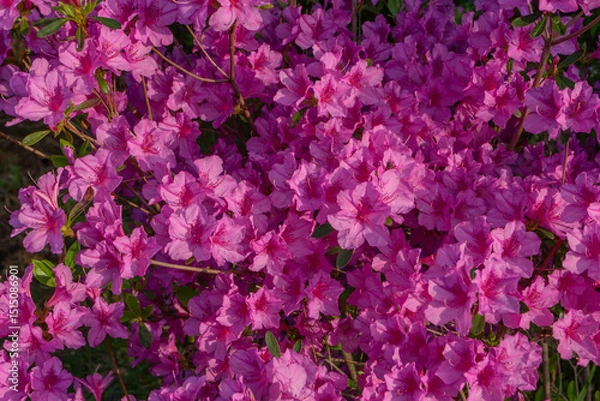 Fototapeta Azalea flowers in full bloom representing spring beauty against a natural garden background, Seoul, South Korea, Namsan Mountain
