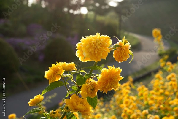 Fototapeta Bright yellow Kerria japonica flowers with cheerful mood blooming along a winding path against a sunlit garden background, Seoul, South Korea, Namsan Mountain