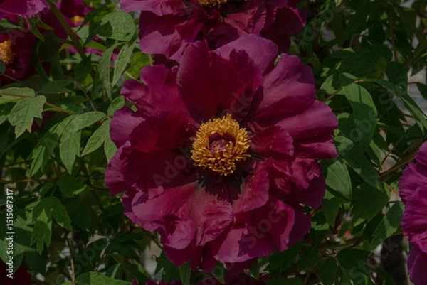 Fototapeta Deep Red Tree Peony Flower in Full Bloom with Fresh Green Leaves Against Natural Garden Background, Seoul, South Korea