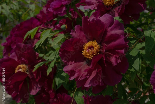 Fototapeta Close-up of blooming tree peony, vibrant mood, lush magenta petals and yellow center against green foliage, Seoul, South Korea