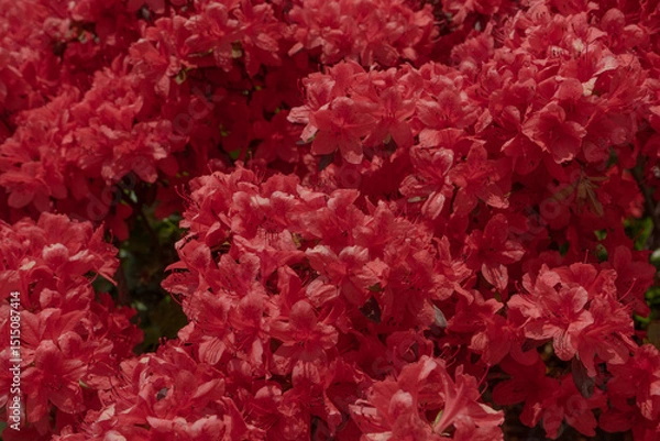 Fototapeta Red Azalea Flowers in Full Bloom Vibrant and Abundant Display against Natural Outdoor Background, Seoul, South Korea