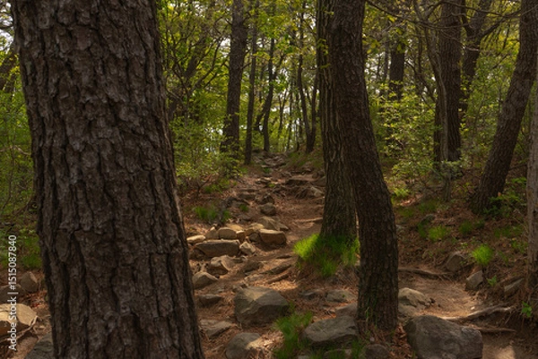 Fototapeta Rocky forest hiking trail in natural daylight, earthy tones, springtime woodland path at Jangsan Mountain, Busan, South Korea, no person