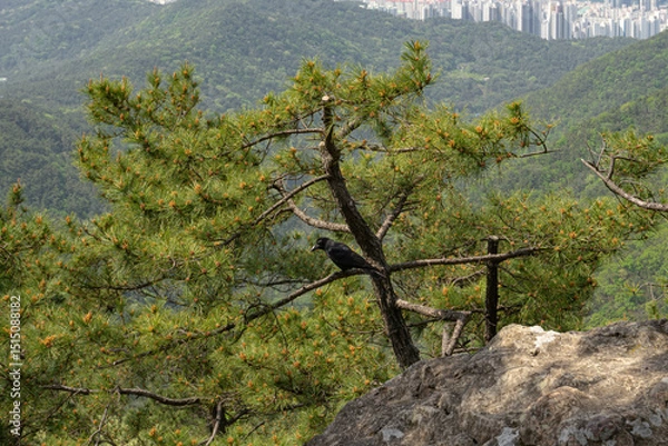 Fototapeta Large-billed crow calm perched on pine tree branch against lush Jangsan Mountain background, Busan, South Korea
