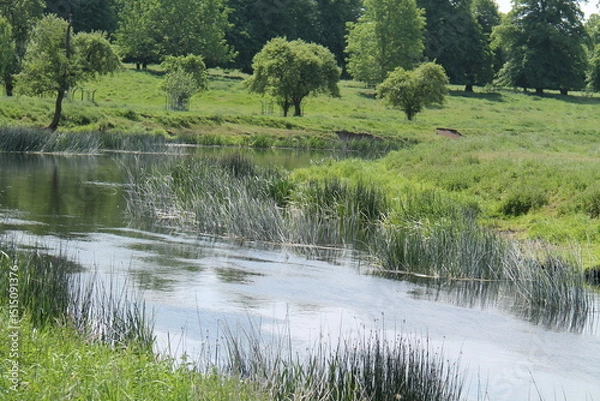 Obraz The Bankside Reeds of a Slow Flowing Country River.