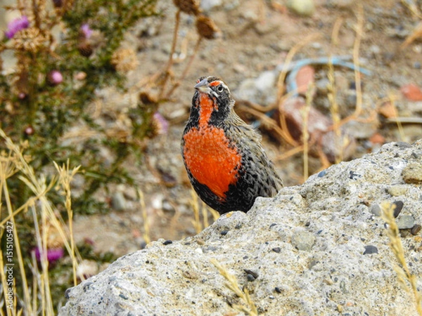 Obraz Pechito colorado