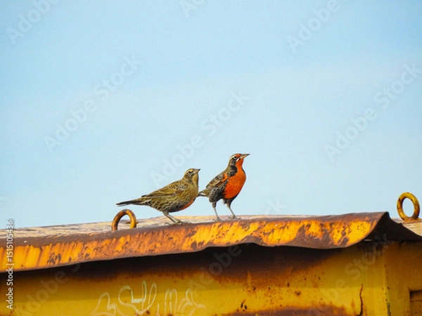 Obraz Pechito colorado