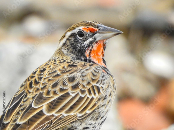 Obraz Pechito colorado