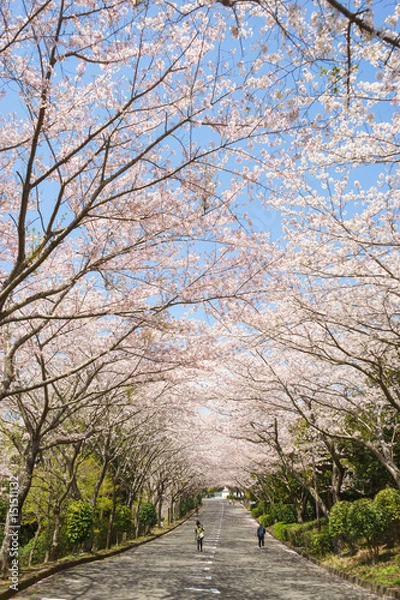 Fototapeta 愛鷹広域公園の桜並木