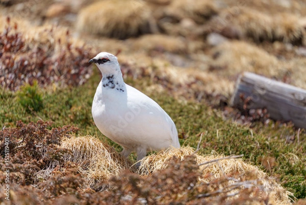 Obraz 雷鳥　アルペンルート　春の室堂