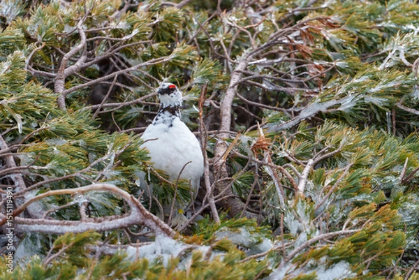 Obraz 雷鳥　アルペンルート　春の室堂