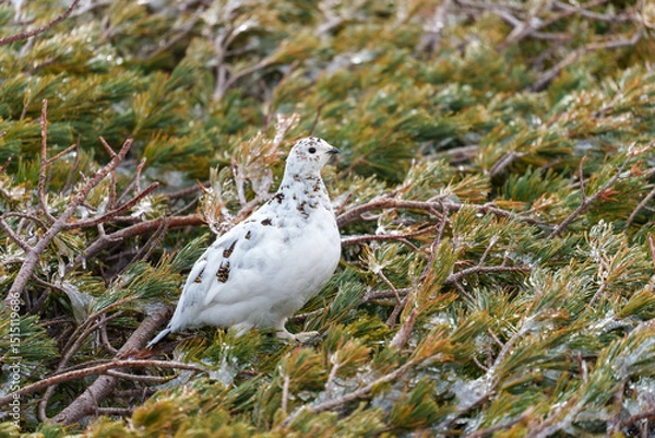 Obraz 雷鳥　アルペンルート　春の室堂