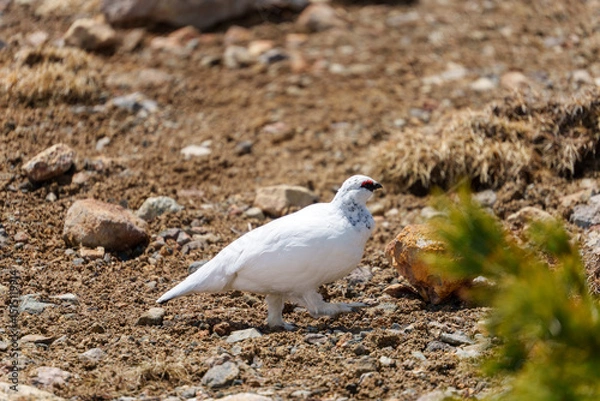 Obraz 雷鳥　アルペンルート　春の室堂