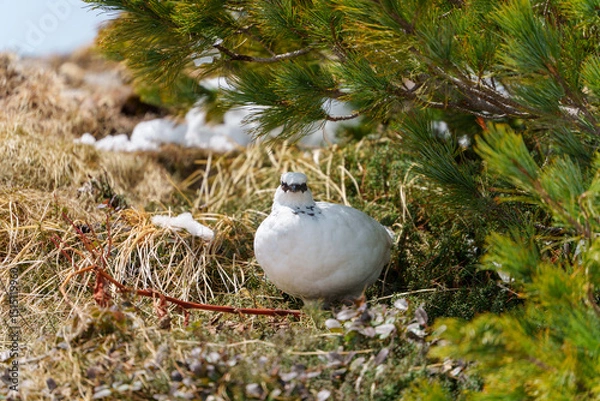 Obraz 雷鳥　アルペンルート　春の室堂