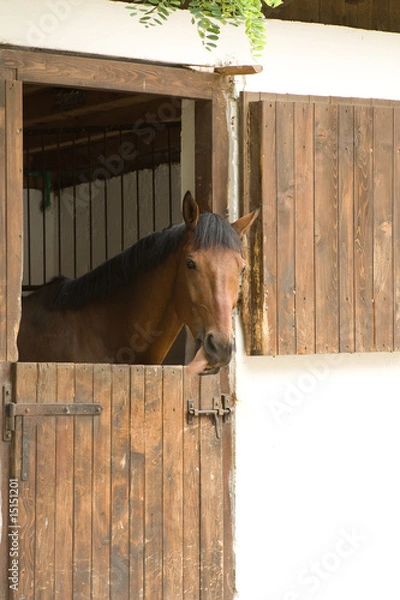 Obraz Horse in stable