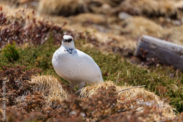 Obraz 雷鳥　アルペンルート　春の室堂