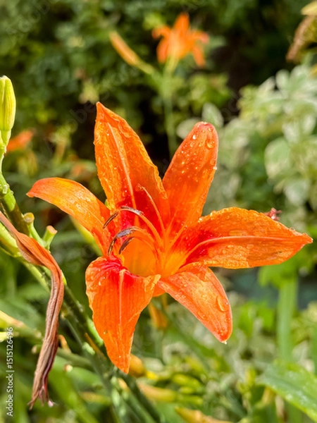 Fototapeta Orange Daylily with Dew Drops against Variegated Foliage