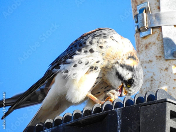 Obraz pájaros, aves 