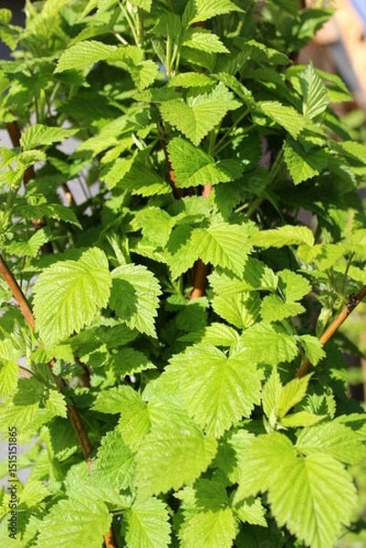 Obraz Raspberries begin to grow in the spring under the sun's rays.