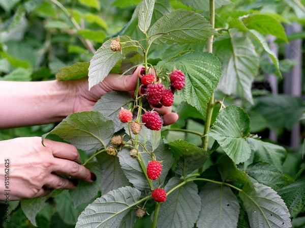 Obraz Hands gently harvesting ripe raspberries in a lush garden during summer