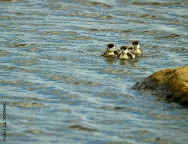 Obraz Three shelduck ducklings glide gracefully across calm water, their reflections dancing on the surface. A rocky shore provides a natural backdrop as the day begins