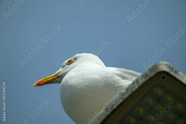 Obraz A seagull rests calmly on a streetlight, gazing into the distance. The vibrant blue sky serves as a backdrop during a warm afternoon. The bird's feathers shine in the sunlight