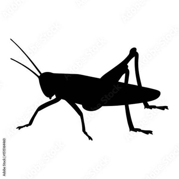 Obraz Black Silhouette of a Grasshopper on a White Background, Detailed Vector