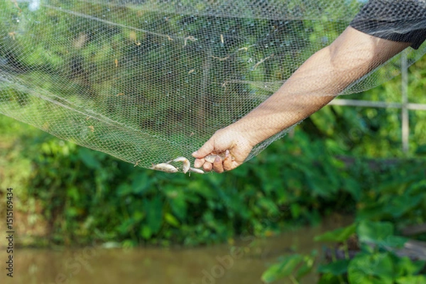 Fototapeta Thai woman reaches out to catch a fish caught in a fish trap net, an ancient Thai fishing tool.