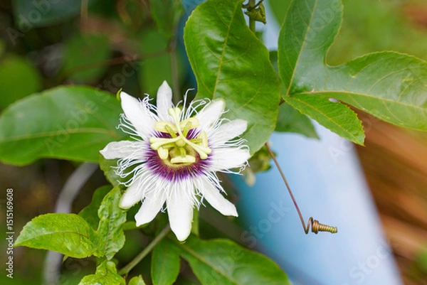 Fototapeta the flower of the passion fruit tree is a perfect flower. White petals, green sepals. It has appendages arranged in circles. thread-like shape. The base is dark purple.