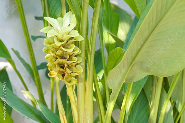 Fototapeta Curcuma longa flowers are large inflorescences with light green sepals, oval, rounded tip, white base, light green tips, pale yellow petals, light pink tips.