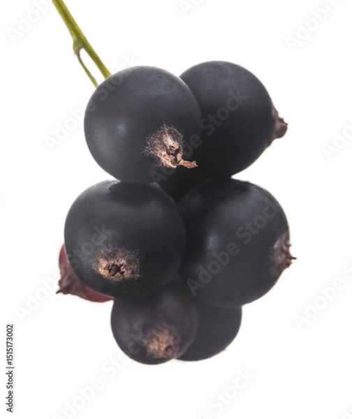 Fototapeta Blackcurrant berries isolated on white background.