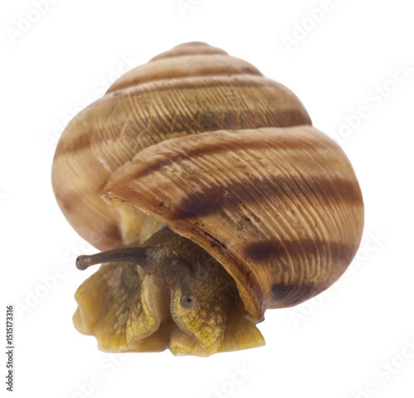 Fototapeta Snail isolated on white background.