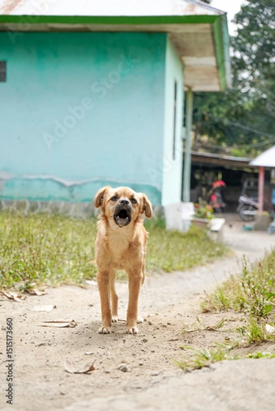 Obraz A small brown barking dog stands on a dirt path and looking at the camera