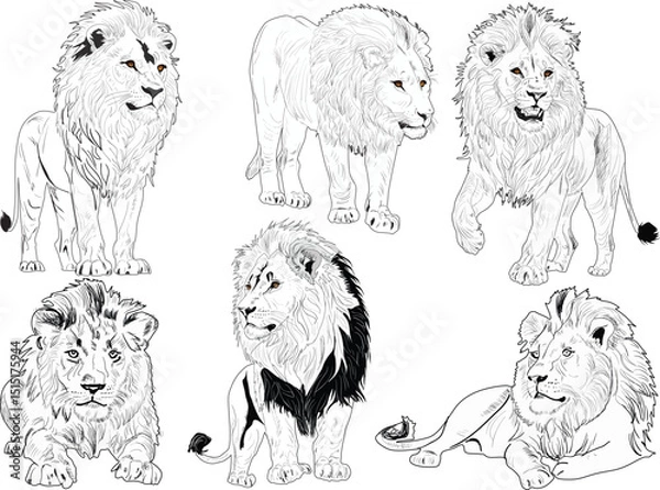 Obraz six lions sketches isolated on white background
