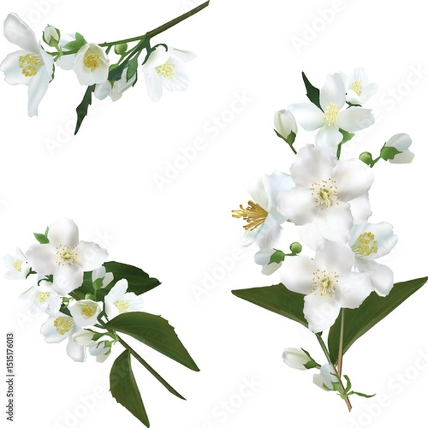 Obraz isolated white jasmine three branches illustration