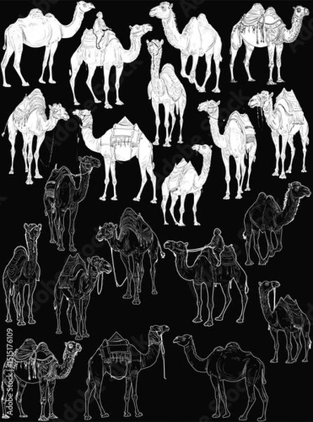 Obraz camel silhouettes and outlines isolated on black background