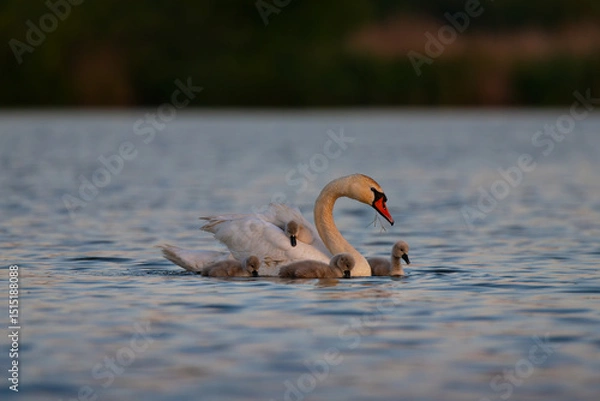 Fototapeta Mute Swan with Cygnets on Lake