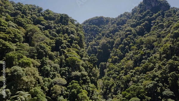 Fototapeta Aerial view reveals dense jungle of vibrant green trees covering mountain terrain. Untouched jungle evokes sense of natural richness and tropical wilderness