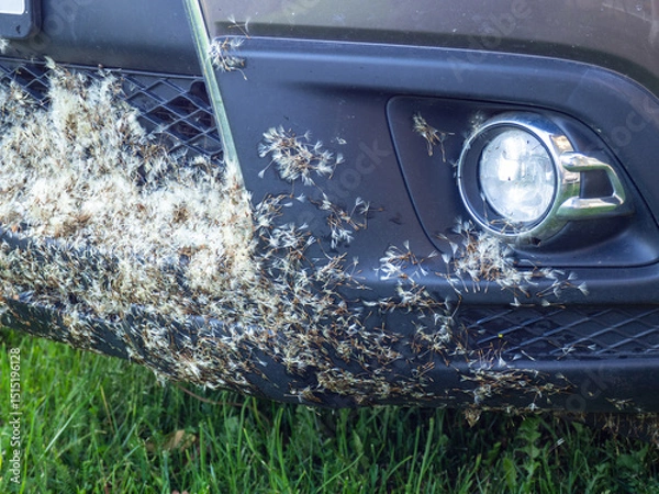 Obraz Car bumper covered in dandelion fluff. How to clean a car radiator. What are the signs symptoms of a clogged radiator