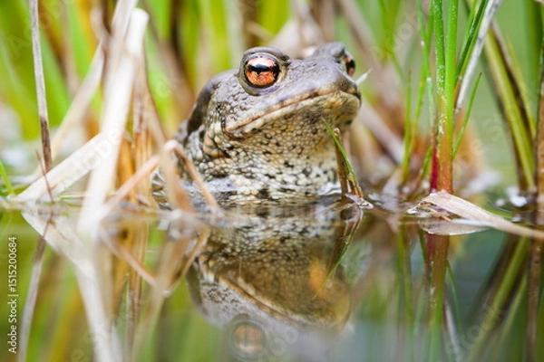 Obraz Common toad Bufo bufo on the surface of the pond.