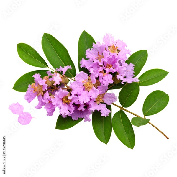 Obraz Lagerstroemia Speciosa Branch with Purple Blooms and Leaves, Isolated on transparent background 
